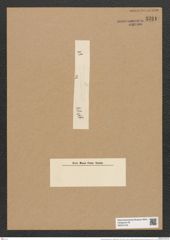 Clavicula polymorpha var. delicatula Pant. (de-Toni-Nr.: Genus 75, Species 2800) Zeichnungen Sammlung Grunow Nr. 5751 (NHMW-BOT-W0374140)